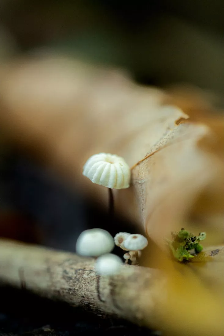 Piepkleine witte paddenstoelen met geribbelde hoedjes groeien op een tak naast een gekruld droog blad, met een plukje groen mos rechts en een zachte, wazige bosachtergrond.