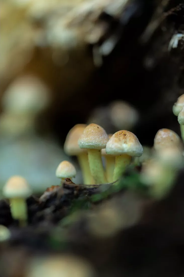 Groepje kleine paddenstoelen met bleekgele steeltjes en licht oranjebruine hoedjes groeit op donker hout, tegen een wazige bruine en groene achtergrond.