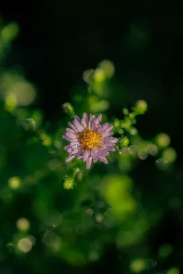 Dauw op aster, de foto