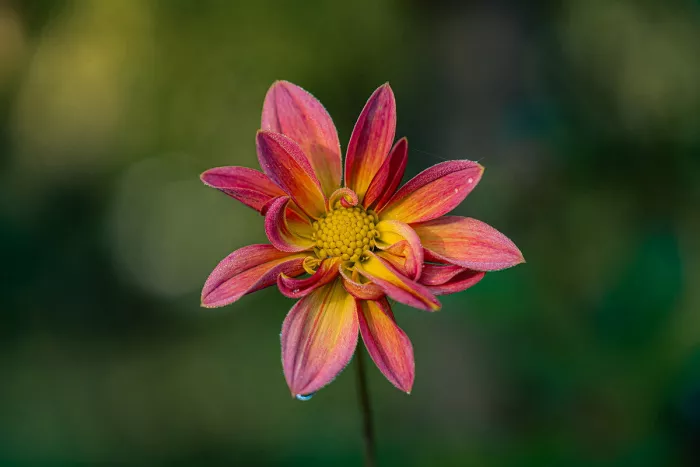 Roze en oranje dahlia met gele kern en fijne dauwdruppels op de gekrulde bloembladen, tegen een zacht wazig groen decor.