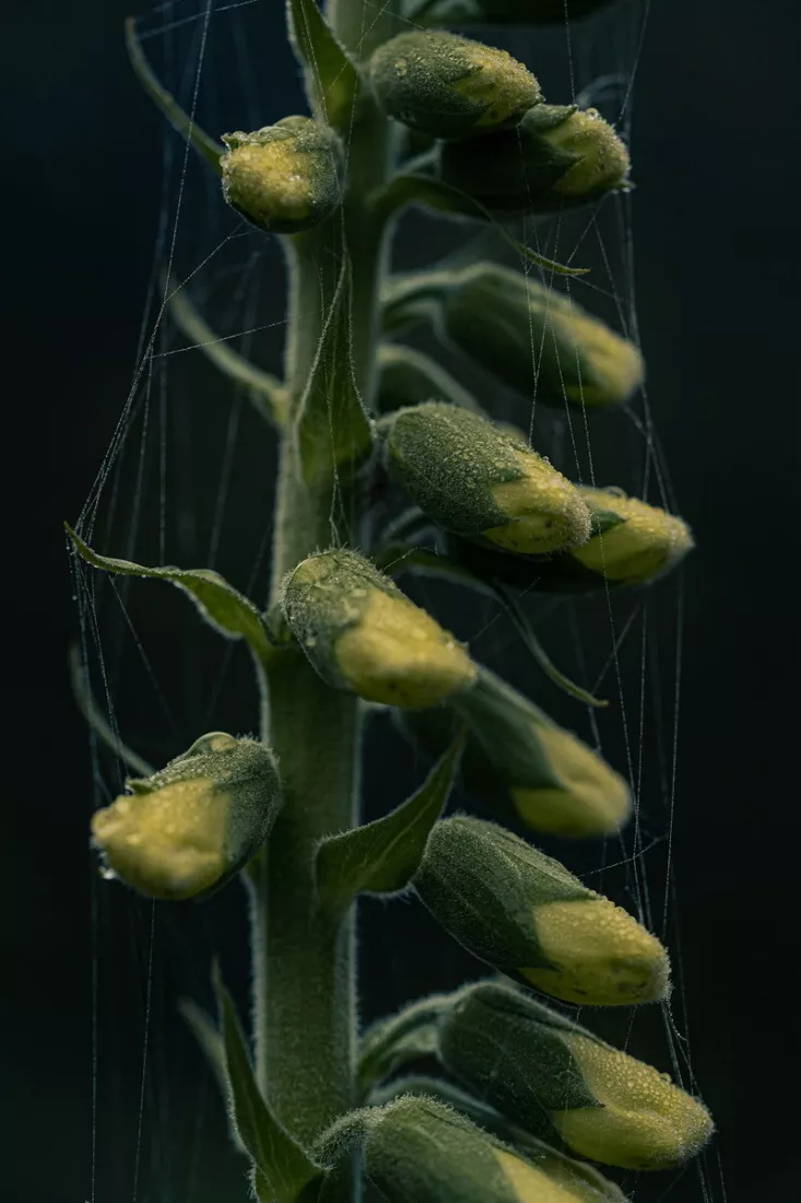 Stengel van vingerhoedskruid met gesloten, behaarde groengele bloemknoppen vol dauwdruppels, omspannen door fijne spinnendraden tegen een donkere, bijna zwarte achtergrond.