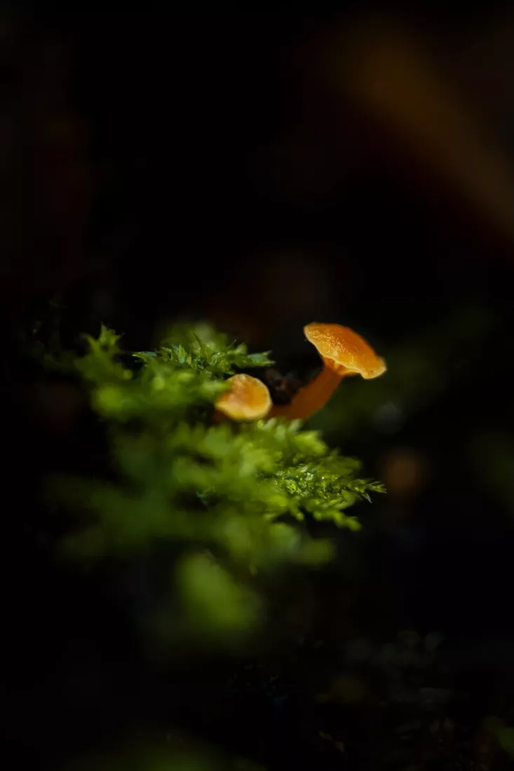 Twee kleine oranje paddenstoeltjes groeien uit een kussen van groen mos met druppeltjes op de blaadjes, tegen een donkere, wazige achtergrond.