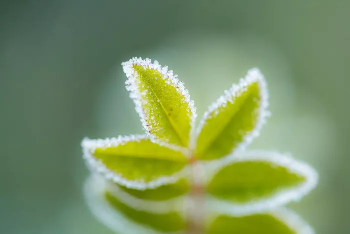 Groene blaadjes omrand met witte rijpkristallen tegen een wazig grijsgroen decor
