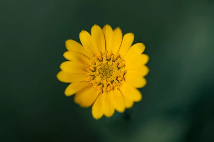 Gele bloem met brede, langwerpige bloemblaadjes rond een dicht hart van kleine knopjes en oranje meeldraden, van bovenaf gezien tegen een wazige donkergroene achtergrond.