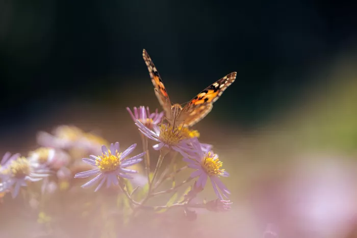 Distelvlinder met geopende vleugels zit frontaal op paarse asters met gele hartjes, tegen een donkere achtergrond en met een zachte roze waas op de voorgrond.