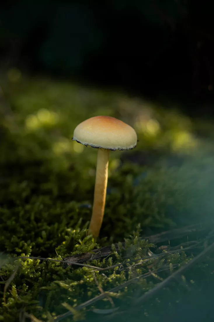 Enkele paddenstoel met een bleekgele hoed met oranje gloed en een dun, licht stelende steeltje staat tussen groen mos en dunne twijgjes, met zonlicht op de hoed en een donkere, wazige achtergrond met lichtvlekken.