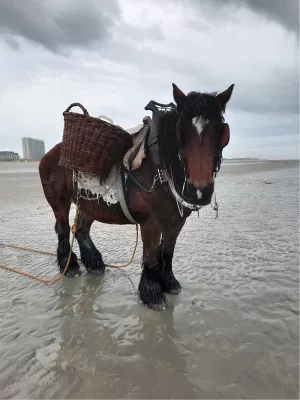 Klaar voor de garnaalvangst, de foto