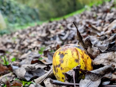 Pomme d'automne, de foto