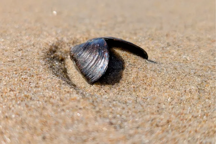 Half open mosselschelpje in het zand van het strand, van dichtbij