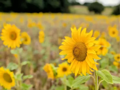 Veld vol zonnebloemen, de foto