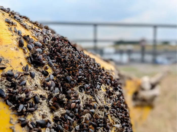 Honderden kleine mosseltjes op een gele boei, van dichtbij met een onscherpe achtergrond
