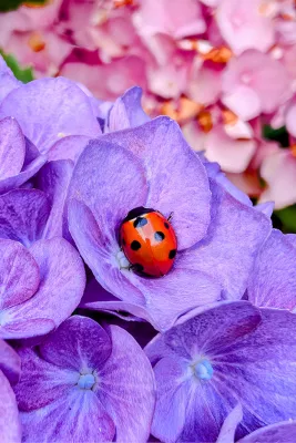 Lieveheerstje rust in bloem, de foto