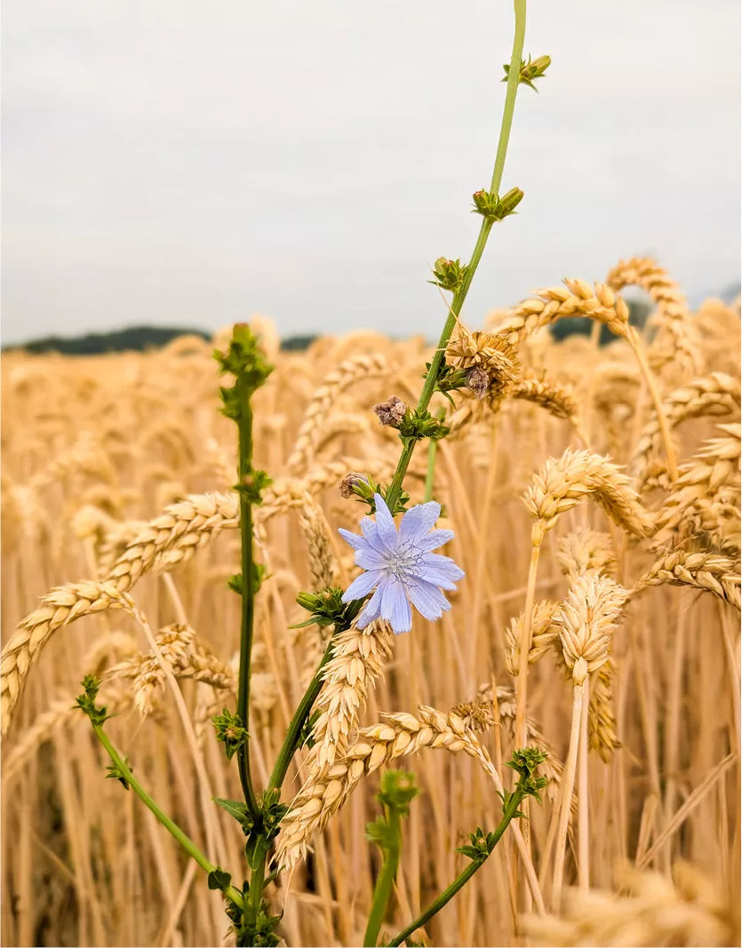 Lichtblauwe bloem op een slanke stengel tussen goudgele graanaren