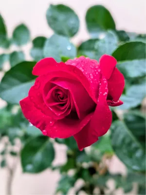Na de regen, de roos, de foto