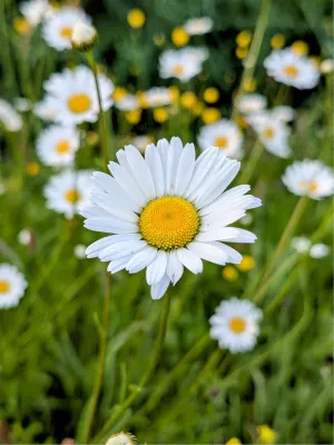 Oh Margrietje …, de foto