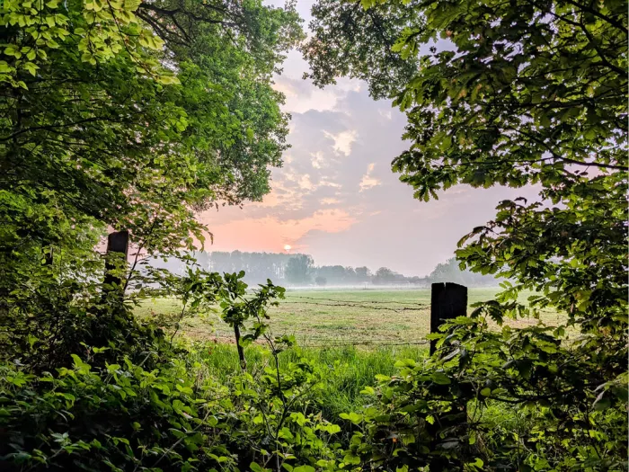 Zonsopgang boven een weide, gezien door een opening tussen groene takken en bladeren