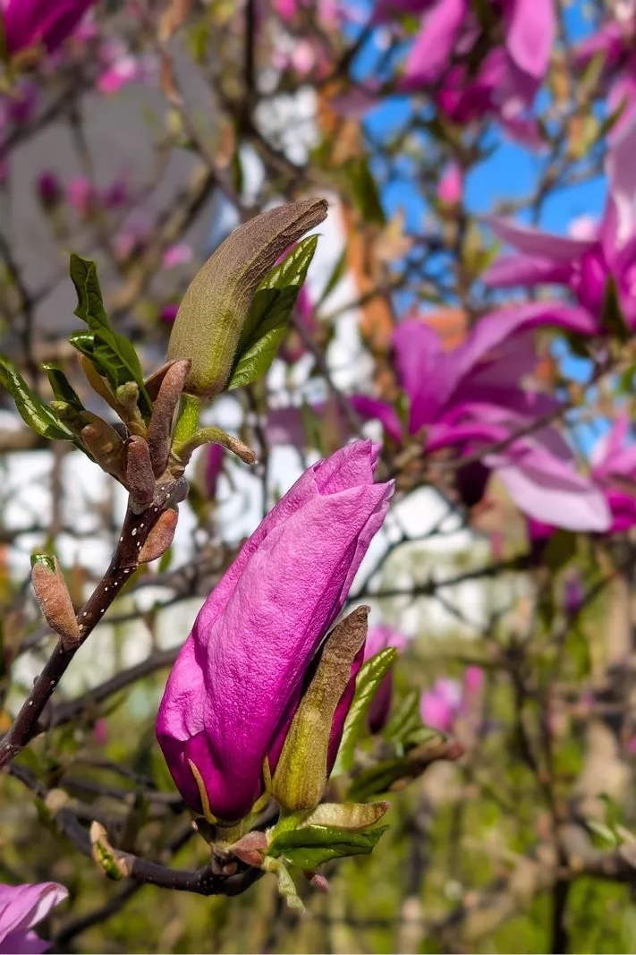 Paarsroze magnoliaknop op een tak met andere magnoliabloemen en blauwe lucht erachter