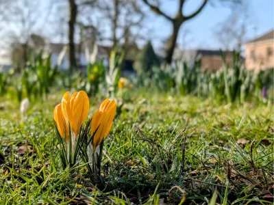 Krokussen op komst, de foto