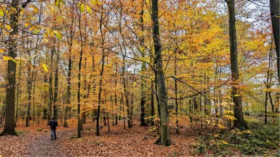 Bos in herfstkleuren, de foto