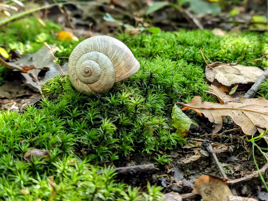 Leeg slakkenhuisje op groen stermos tussen bruine herfstbladeren