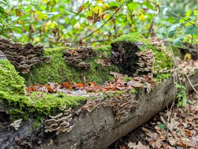 Elfenbankje in de boomstam, de foto