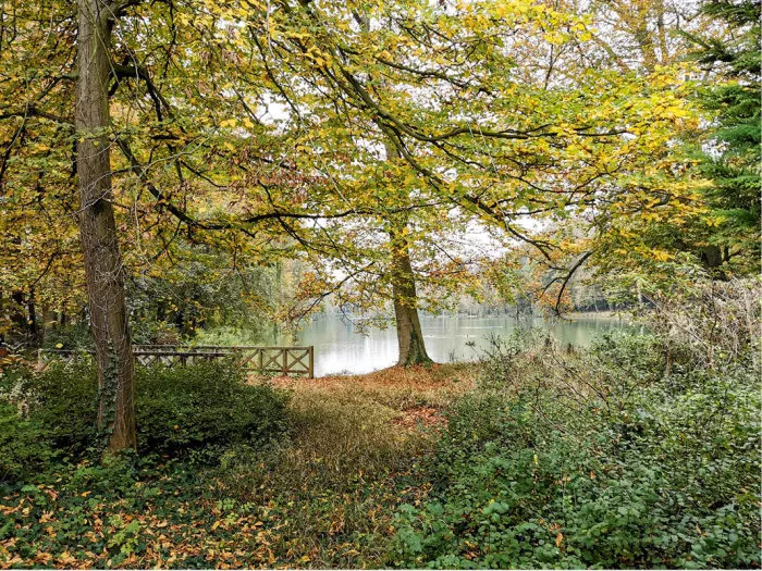 Hoge bomen in herfstkleuren rond een vijver met een houten leuning