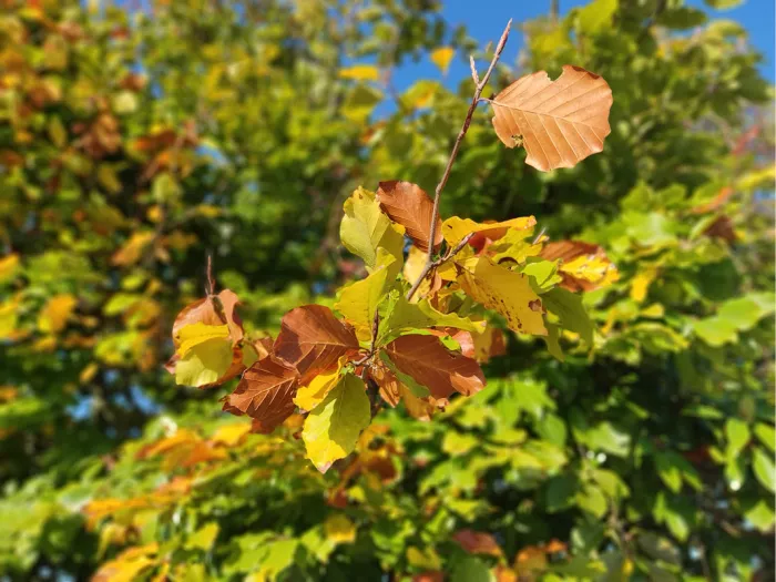 Twijg met gele, oranje en bruine herfstbladeren tegen wazig groen en blauwe lucht