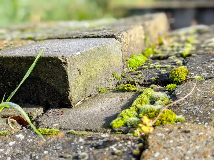 Klinkers met helgroen mos tussen de stenen in laag zonlicht