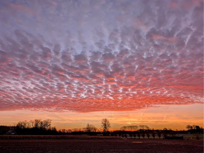 Lucht vol roze schapenwolkjes boven een oranje gloed en een rij bomen