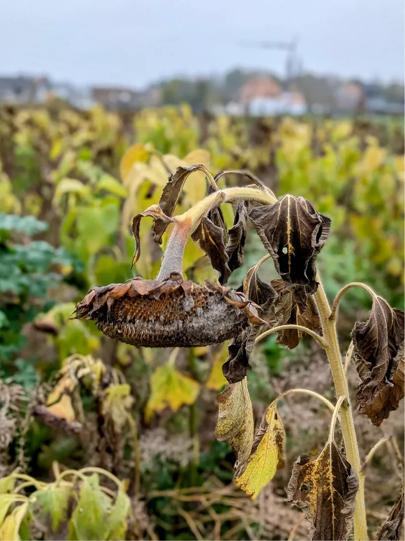 Verwelkte zonnebloem met hangend bruin bloemhoofd boven een veld met vergelende planten