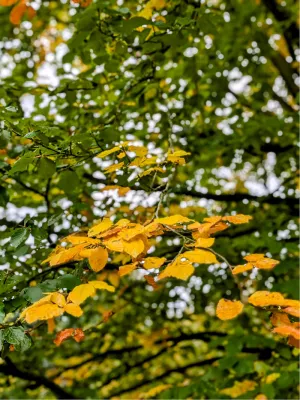 Herfstgeel in de bomen, de foto