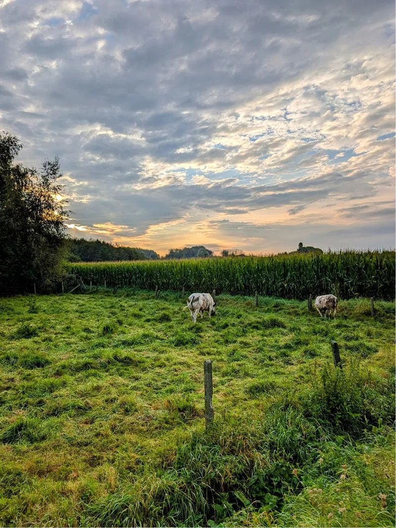 Twee grazende koeien in een groene weide voor een maïsveld onder een wolkenhemel