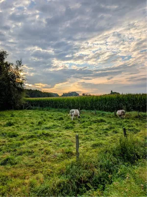 Grazen onder een mooie wolkenhemel, de foto
