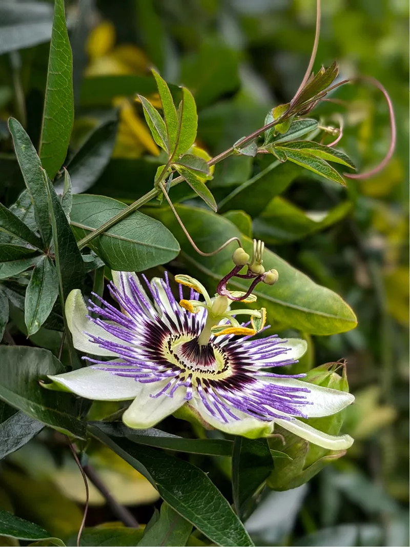 Blauwe passiebloem met paars-witte stralenkrans tussen groene bladeren en ranken