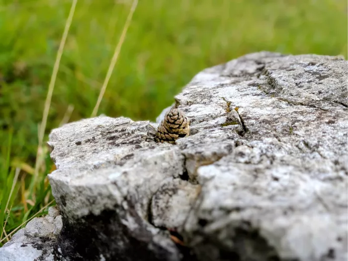 Kleine denneappel in een barst van een wit, verweerd rotsblok met gras erachter