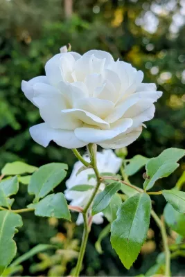 Witte roos, de foto