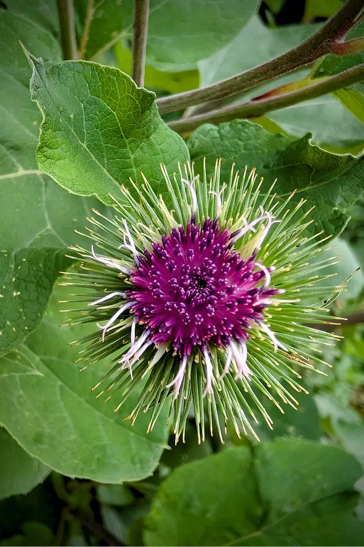Close-up van een bosklitbloem met paarsroze hart en groene haakjes tussen grote bladeren