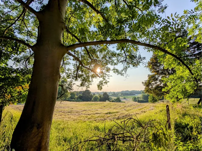 Zon door de takken van een boom met zicht op een gemaaide weide in de vallei