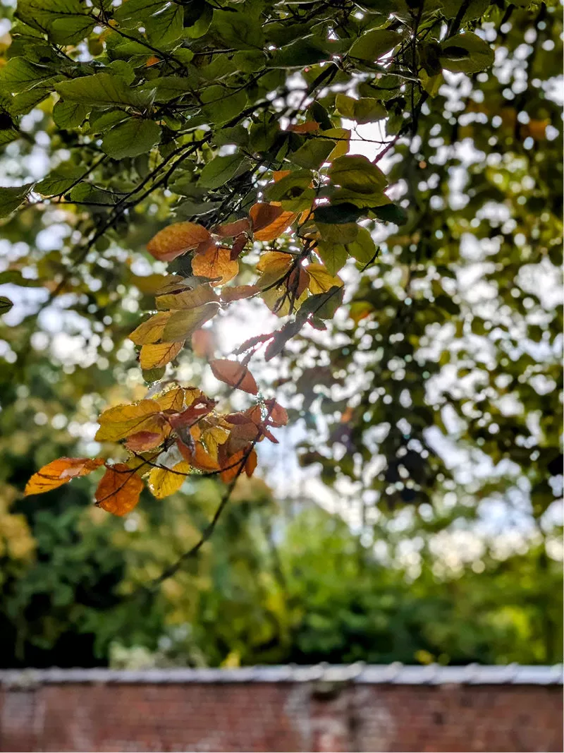 Tak met oranje en bruine herfstblaadjes in tegenlicht boven een bakstenen muur