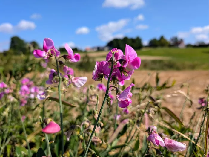 Roze lathyrusbloemen langs een veldweg met een akker en een blauwe lucht