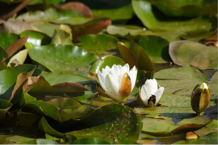 Witte waterlelies en een knop tussen groene drijvende bladeren op een vijver
