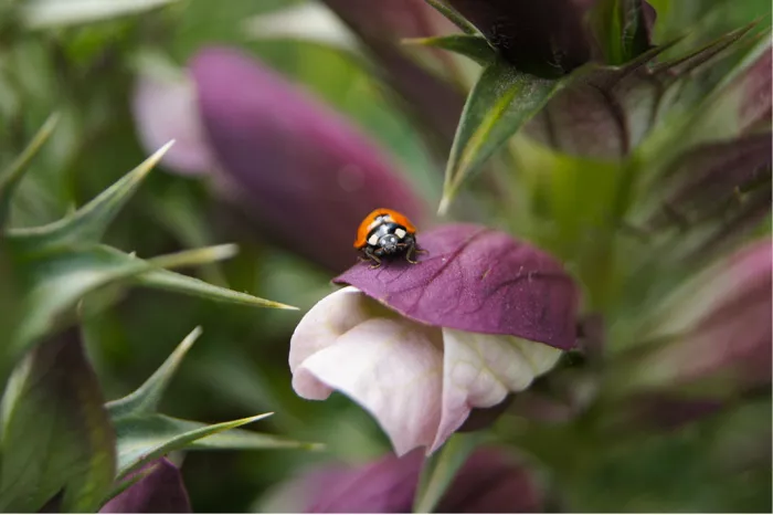Lieveheersbeestje op een paars schutblad boven een witte bloem tussen stekelige blaadjes