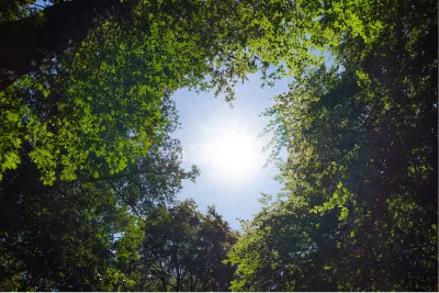 Zonnegat in het bos, de foto