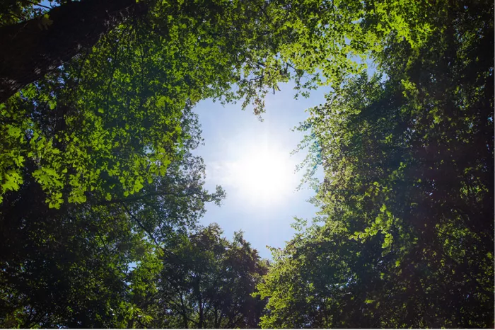 Zon door een rond gat tussen groene boomkruinen, van onderen gezien