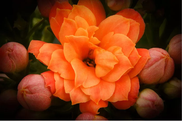 Oranje kalanchoëbloem van dichtbij omringd door roze knopjes tegen een donkere achtergrond