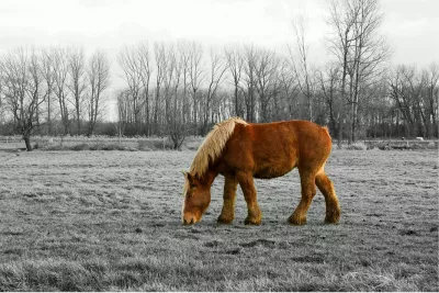 Boerenpaard met kleuraccent, de foto