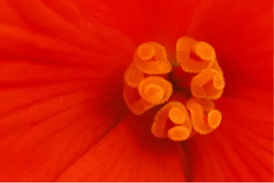 In het hart van de begonia, de foto