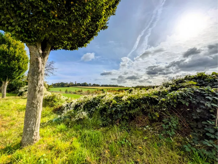 Boom met bolle kruin en begroeide berm voor een groen veld onder een wolkenlucht met zon