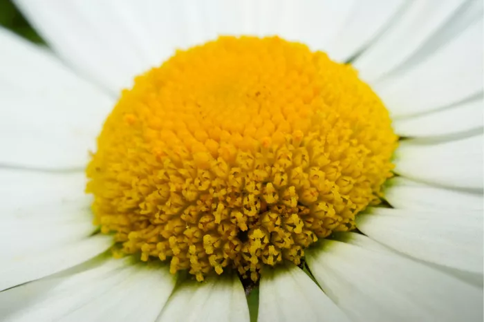 Geel bloemhart van een madeliefje van heel dichtbij met witte bloemblaadjes rondom