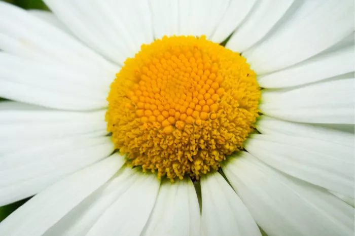 Oranjegeel hart van een madeliefje met een krans van witte bloemblaadjes, van heel dichtbij